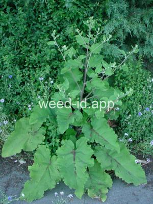 burdock, common