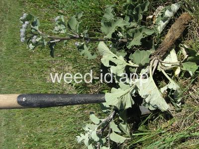 Arctium tomentosum