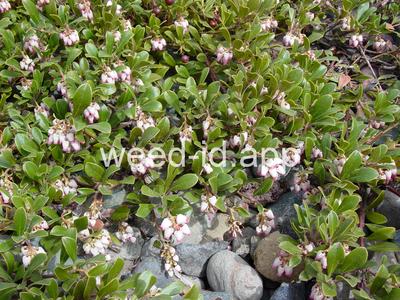 Arctostaphyllos uva-ursi