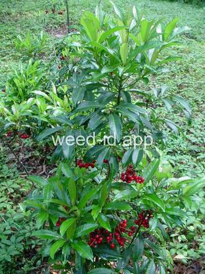 Ardisia crenata