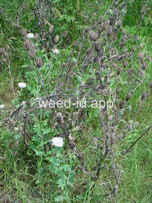 pricklepoppy, bluestem
