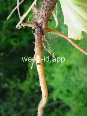 pricklepoppy, bluestem