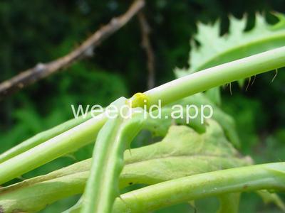 pricklepoppy, bluestem