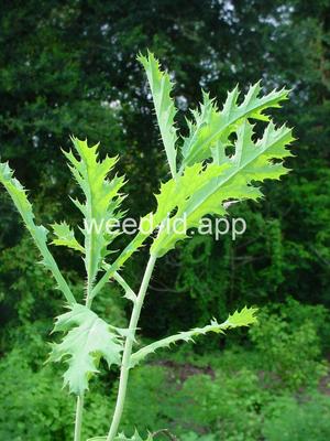 pricklepoppy, bluestem
