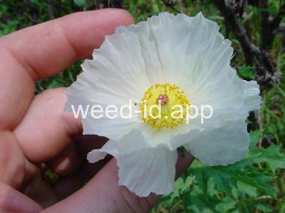 pricklepoppy, bluestem