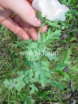 pricklepoppy, bluestem