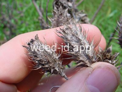 pricklepoppy, bluestem