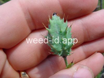 pricklepoppy, bluestem