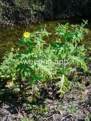 pricklepoppy, Mexican