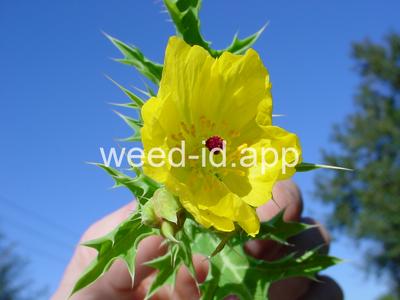 pricklepoppy, Mexican