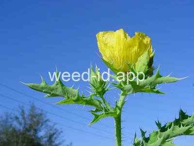 pricklepoppy, Mexican