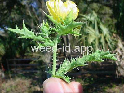 pricklepoppy, Mexican