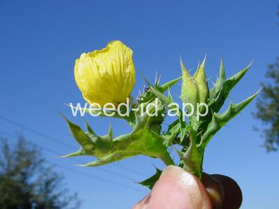 pricklepoppy, Mexican