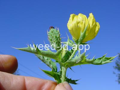 pricklepoppy, Mexican