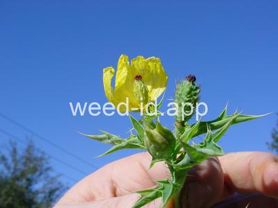 pricklepoppy, Mexican