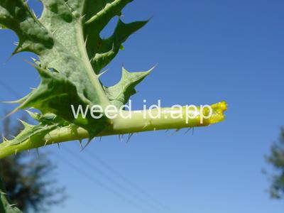 pricklepoppy, Mexican