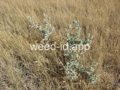 pricklepoppy, annual
