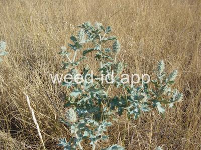 pricklepoppy, annual