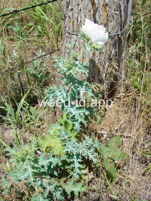 pricklepoppy, annual