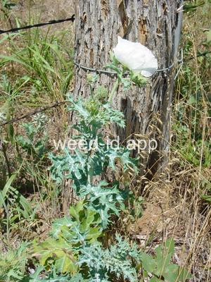 pricklepoppy, annual