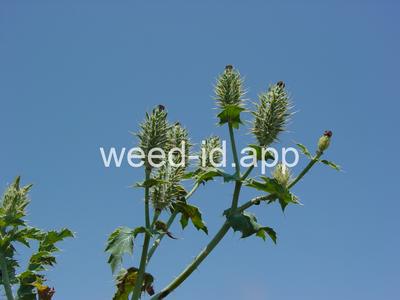pricklepoppy, annual