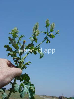 pricklepoppy, annual