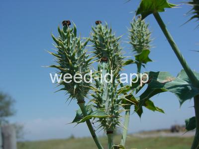 pricklepoppy, annual