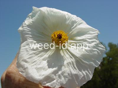 pricklepoppy, annual