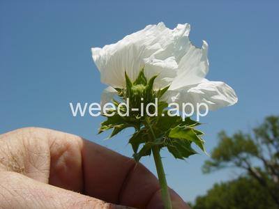 pricklepoppy, annual