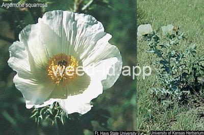pricklepoppy, hedgehog