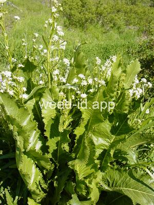 horseradish