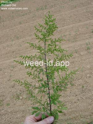 wormwood, annual