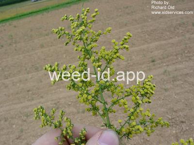 wormwood, annual