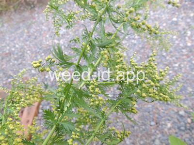 wormwood, annual
