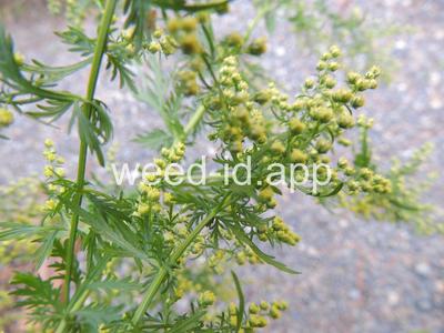 wormwood, annual