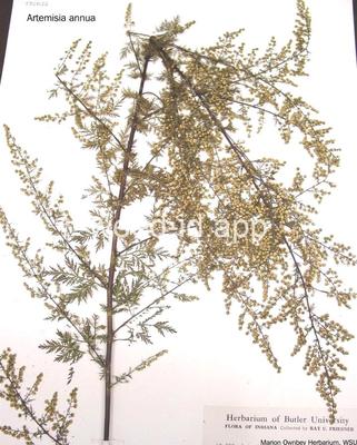wormwood, annual
