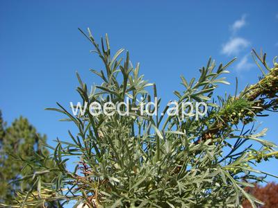 sagewort, common