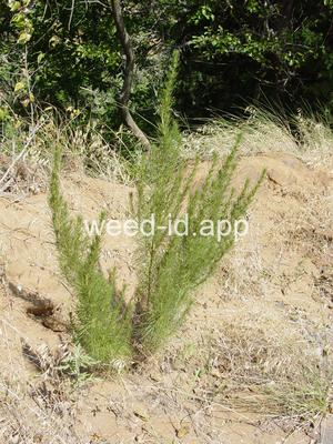 sagewort, common