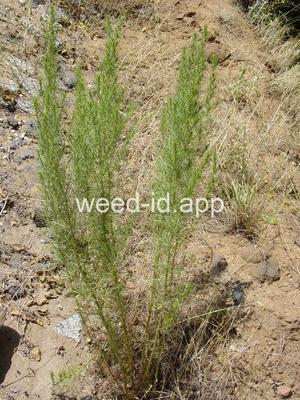 sagewort, common