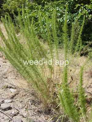 sagewort, common