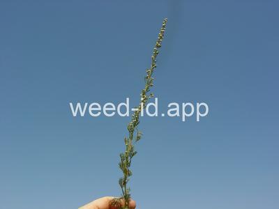 Artemisia camphorata