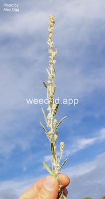 sagebrush, silver