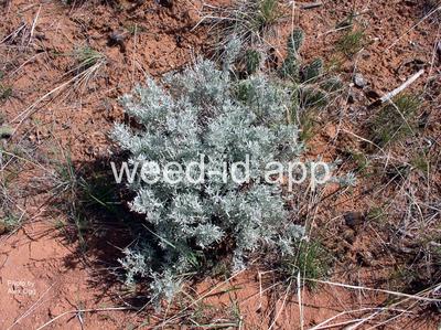 sagebrush, silver