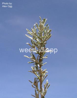 sagebrush, silver