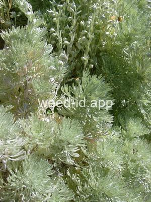 sagebrush, fringed