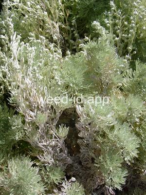 sagebrush, fringed