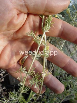 sagebrush, fringed