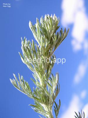 sagebrush, fringed