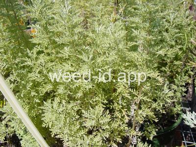 Artemisia pontica