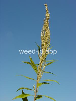Artemisia suksdorfii